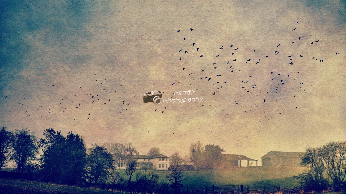 "Flock Of crows - Milton Lilbourne, Wiltshire" by Keith Patrak - £10.00 "Flock Of crows - Milton Lilbourne, Wiltshire" stock image