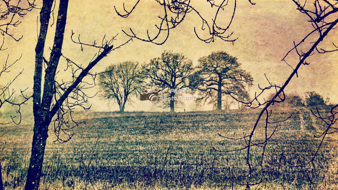 "The Three Trees - Milton Lilbourne, Wiltshire" by Keith Patrak - £10.00 "The Three Trees - Milton Lilbourne, Wiltshire" stock image