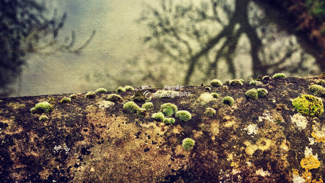"Canal Bridge Moss #1 - Milton Lilbourne, Wiltshire" by Keith Patrak - £10.00 "Canal Bridge Moss #1 - Milton Lilbourne, Wiltshire" stock image