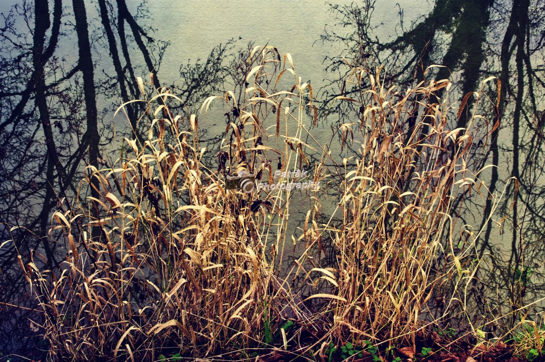 "Golden Canalside Reeds - Milton Lilbourne, Wiltshire" by Keith Patrak - £10.00 "Golden Canalside Reeds - Milton Lilbourne, Wiltshire" stock image