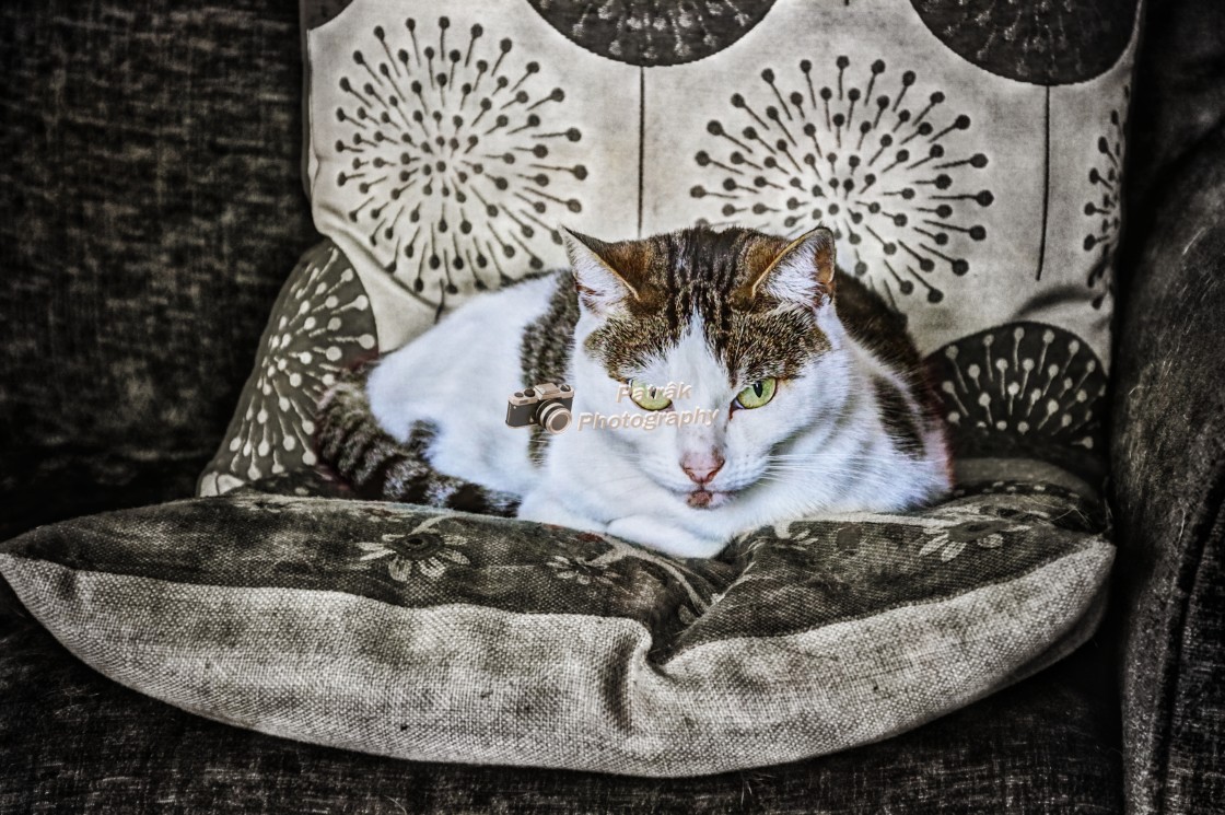 "Grumpy Looking Cat" by Keith Patrak - £10.00 "Grumpy Looking Cat" stock image