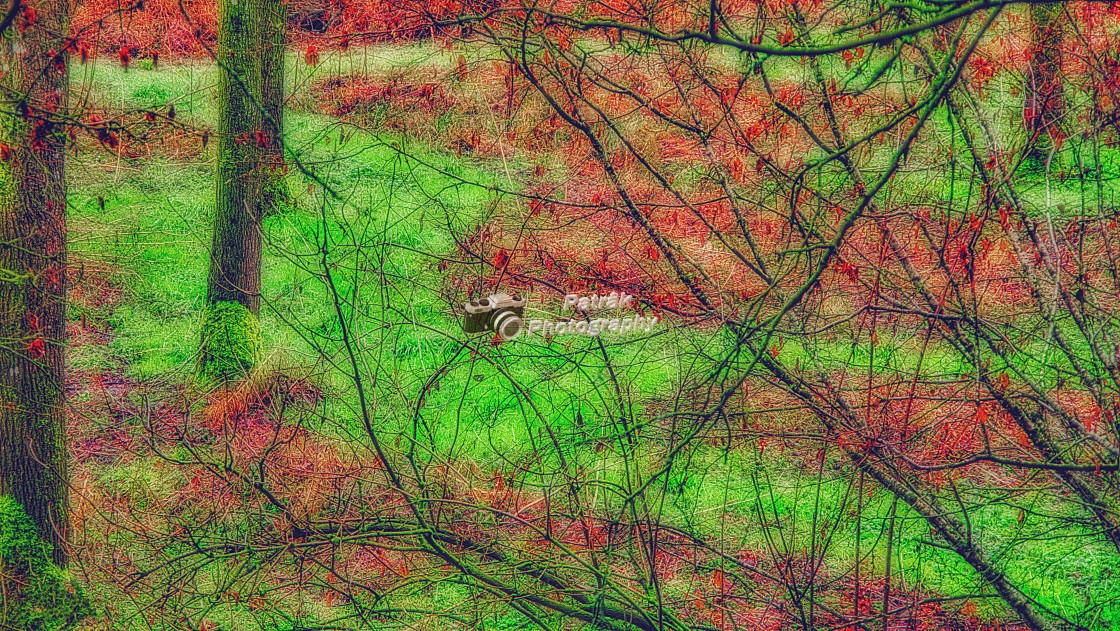 "Marshland Beauty" by Keith Patrak - £15.00 "Marshland Beauty" stock image