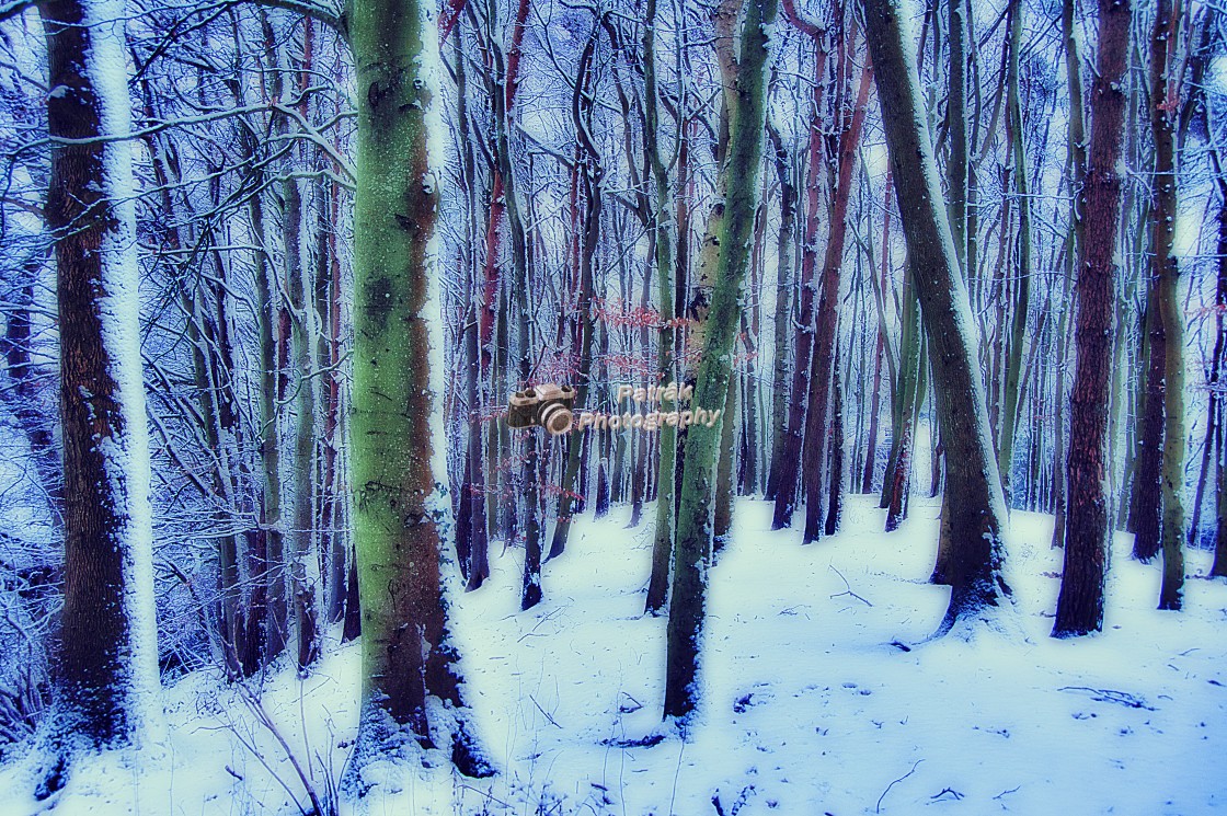 "Drews Pond Copse - Devizes, Wiltshire, England" by Keith Patrak - £15.00 "Drews Pond Copse - Devizes, Wiltshire, England" stock image