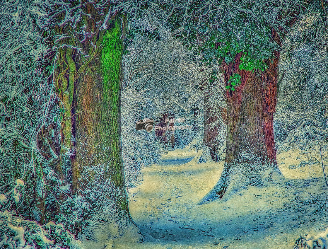 "Path Through Drews Pond Woods - Devizes, Wiltshire, England" by Keith Patrak - £15.00 "Path Through Drews Pond Woods - Devizes, Wiltshire, England" stock image