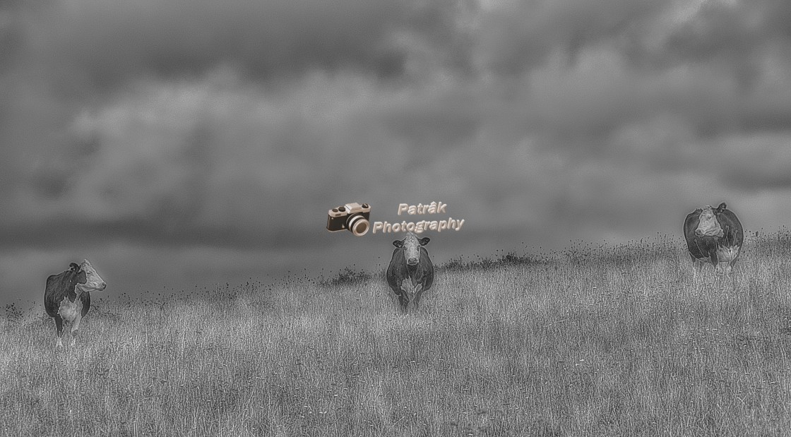 "The Three Cows Under The Storm Clouds - Black & White" by Keith Patrak - £15.00 "The Three Cows Under The Storm Clouds - Black & White" stock image