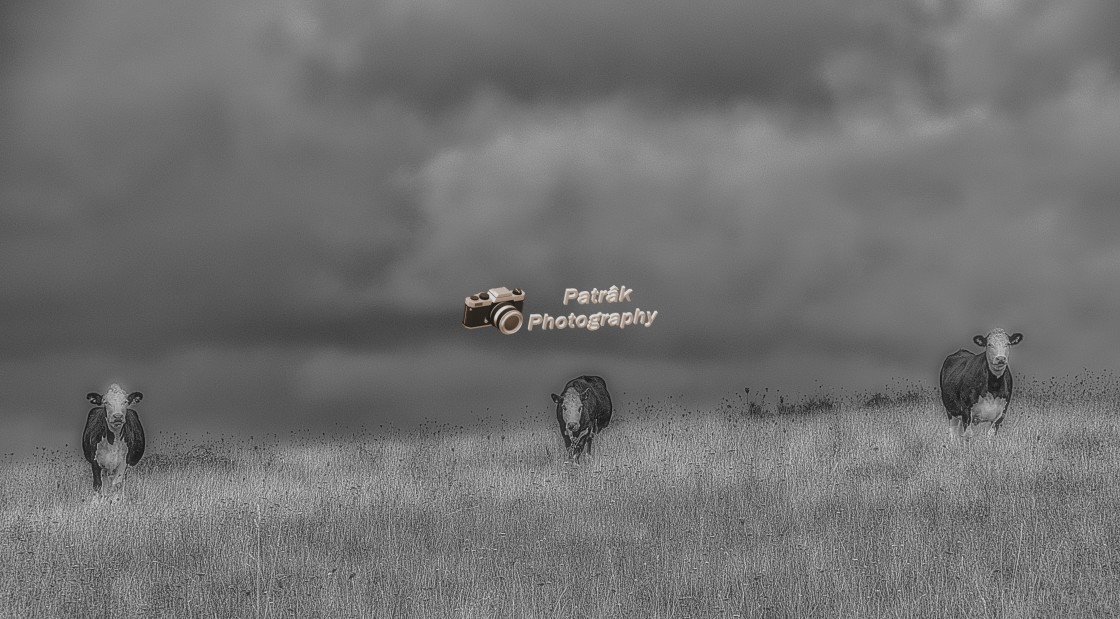 "The Three Cows Under The Storm Clouds - Black & White" by Keith Patrak - £15.00 "The Three Cows Under The Storm Clouds - Black & White" stock image