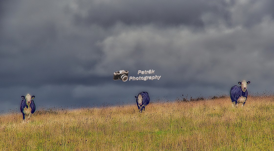 "The Three Cows Under The Storm Clouds" by Keith Patrak - £15.00 "The Three Cows Under The Storm Clouds" stock image