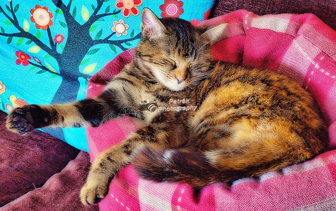 "Beautiful Tabby Cat - Lexie" by Keith Patrak - £15.00 "Beautiful Tabby Cat - Lexie" stock image