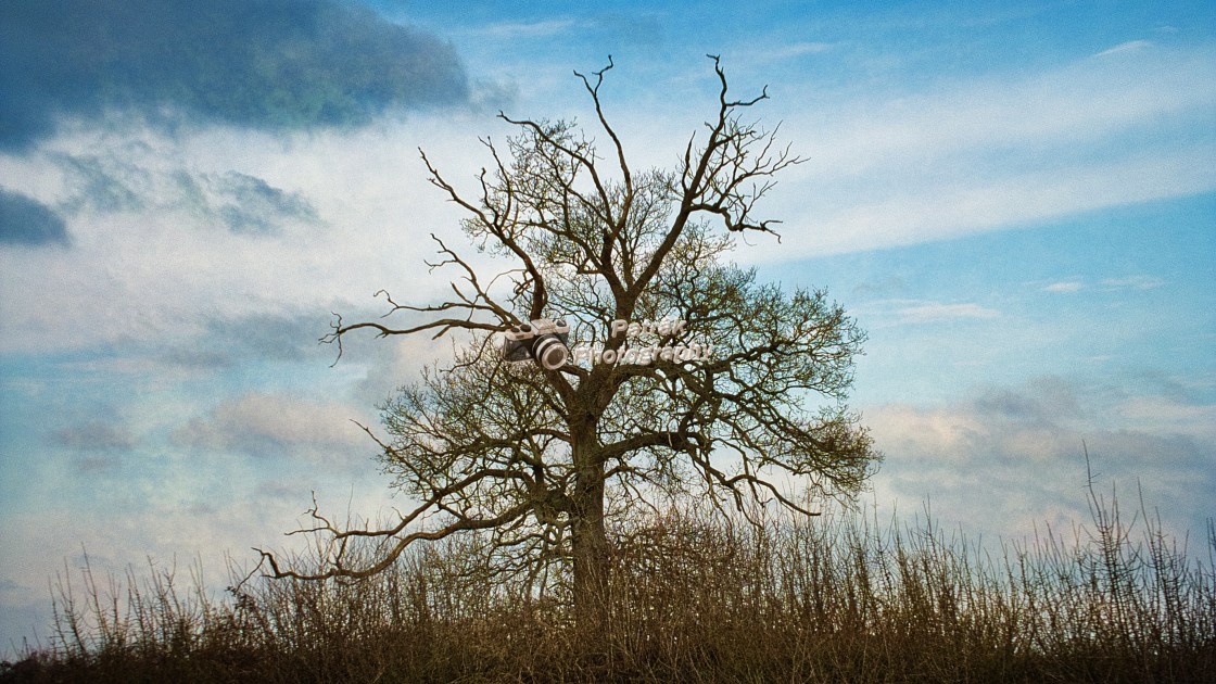 "Tree Against A Delicate Winter's Sky" by Keith Patrak - £15.00 "Tree Against A Delicate Winter's Sky" stock image