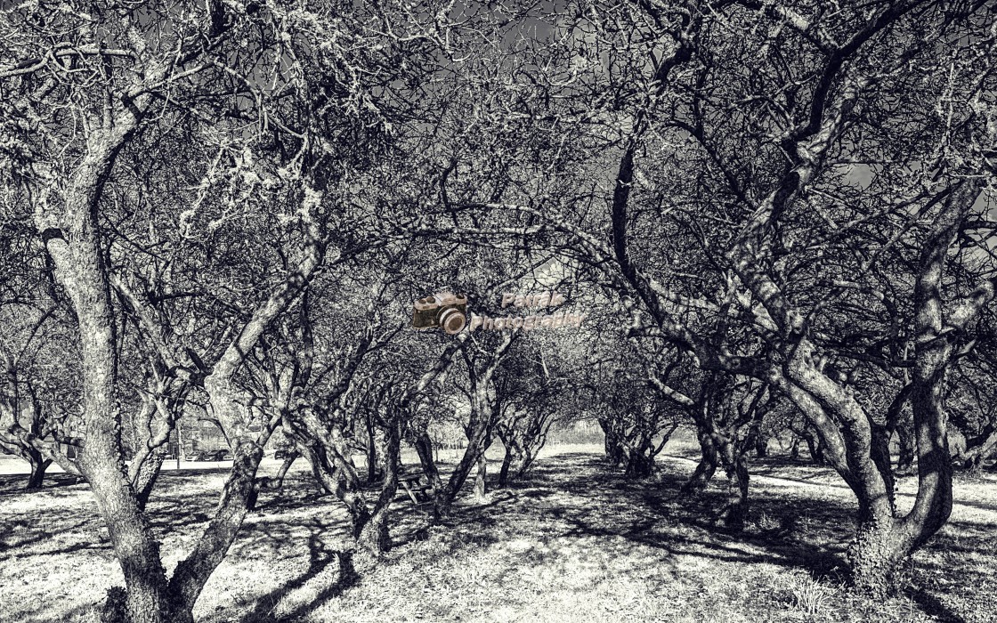 "Gnarly Apple Tree Orchard - Black & White" by Keith Patrak - £15.00 "Gnarly Apple Tree Orchard - Black & White" stock image