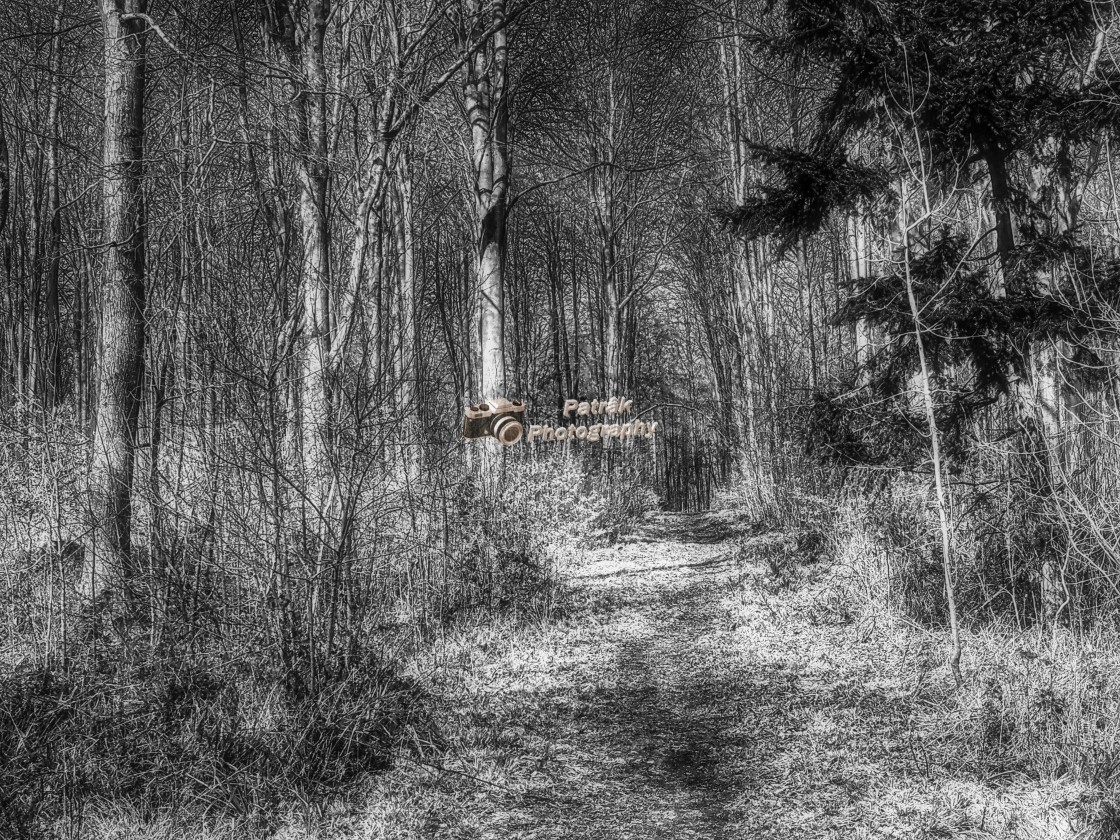 "Woodland Walk - Black & White" by Keith Patrak - £15.00 "Woodland Walk - Black & White" stock image