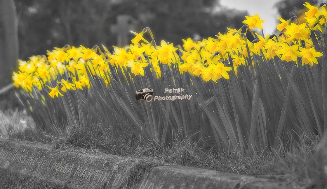 "Grave Daffodils" by Keith Patrak - £15.00 "Grave Daffodils" stock image
