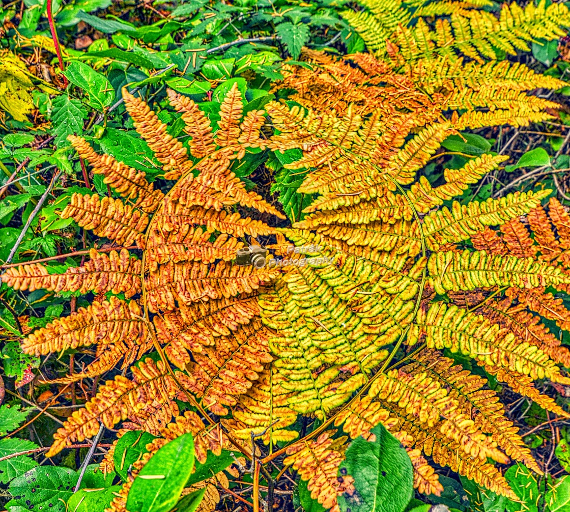 "Bracken Ferns" by Keith Patrak - £15.00 "Bracken Ferns" stock image