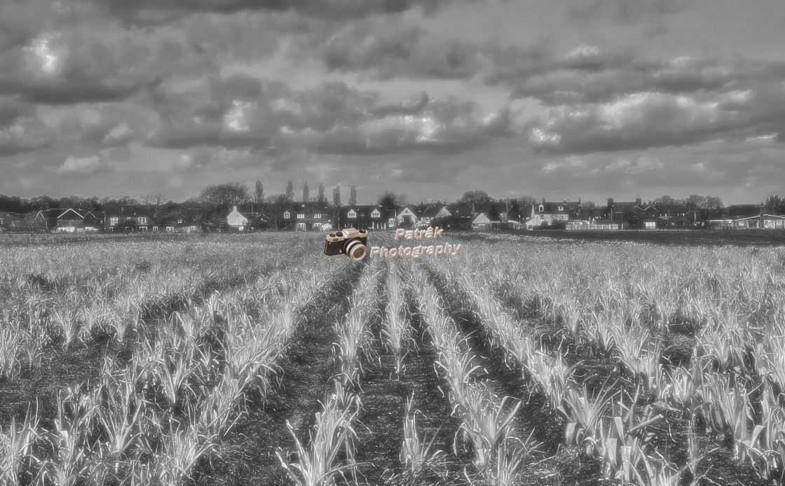 "Leek Fields - Bromham, Wiltshire, England" by Keith Patrak - £15.00 "Leek Fields - Bromham, Wiltshire, England" stock image