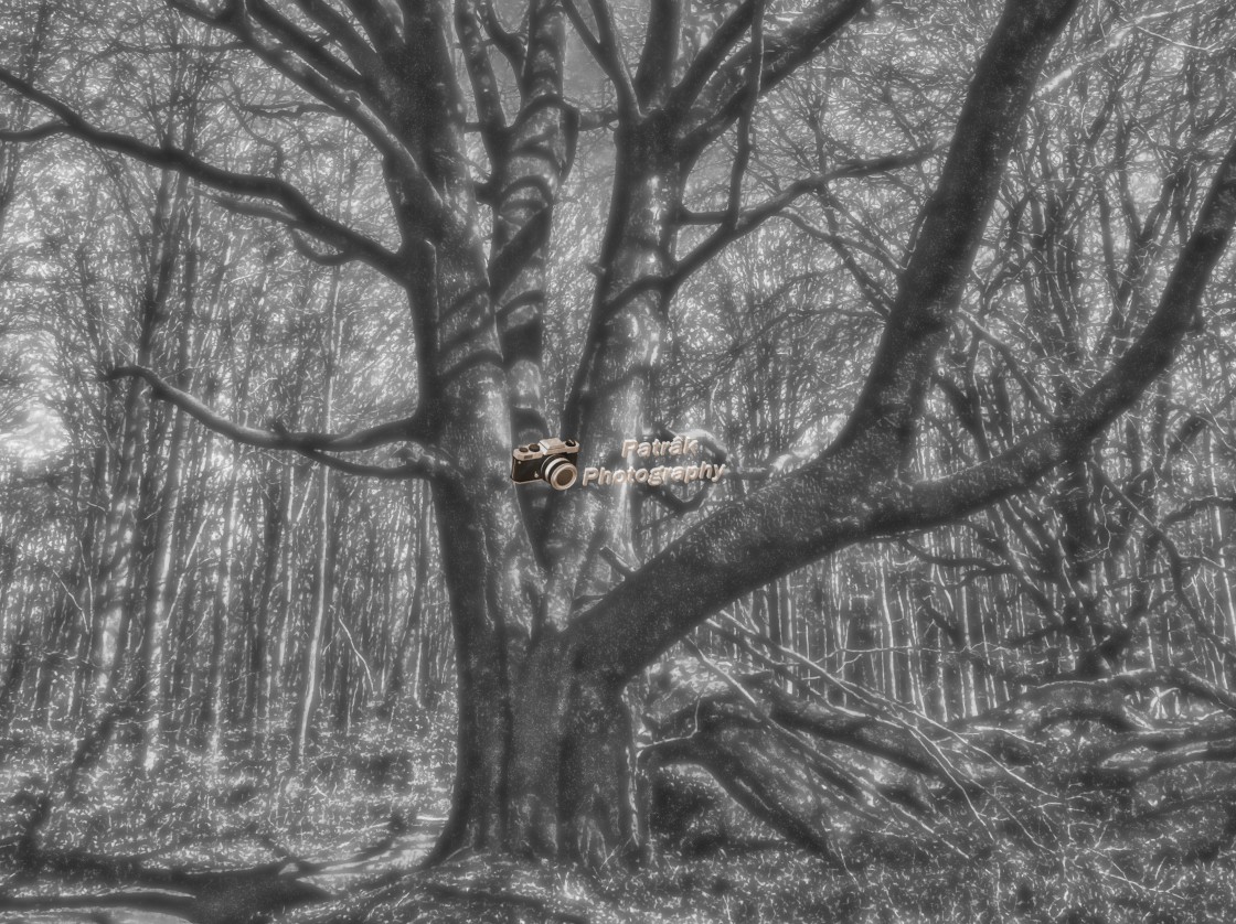 "Majestic Beech - Savernake Forest, Wiltshire, England" by Keith Patrak - £15.00 "Majestic Beech - Savernake Forest, Wiltshire, England" stock image