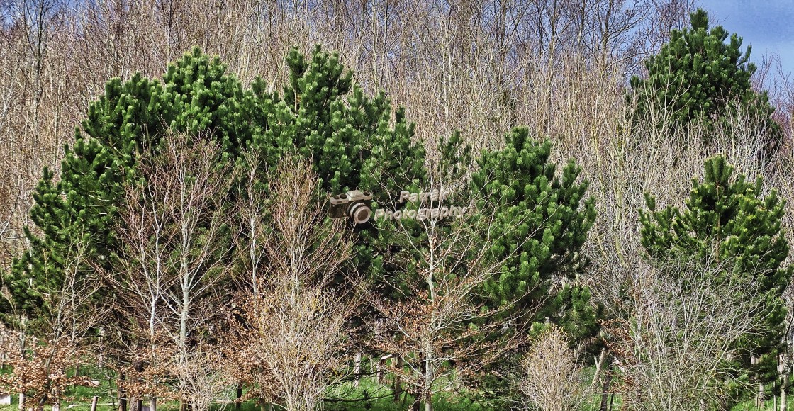 "Vibrant Fir Trees" by Keith Patrak - £15.00 "Vibrant Fir Trees" stock image