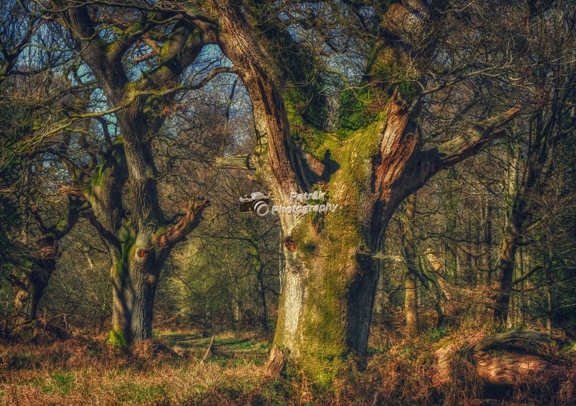 "Trees With Faces - Savernake Forest, Wiltshire, England" by Keith Patrak - £15.00 "Trees With Faces - Savernake Forest, Wiltshire, England" stock image
