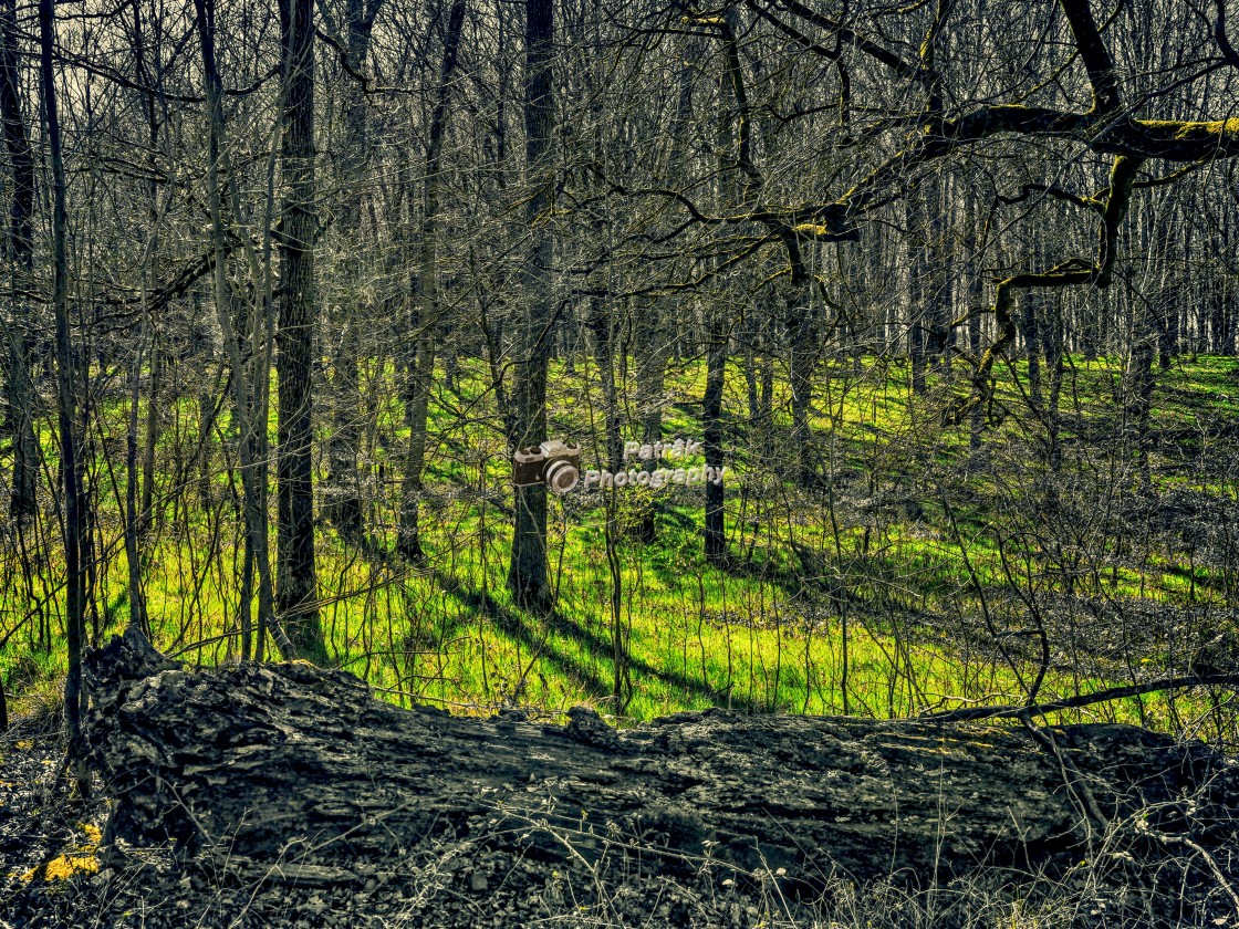 "Forest Blanket - Savernake Forest, Wiltshire, England" by Keith Patrak - £15.00 "Forest Blanket - Savernake Forest, Wiltshire, England" stock image