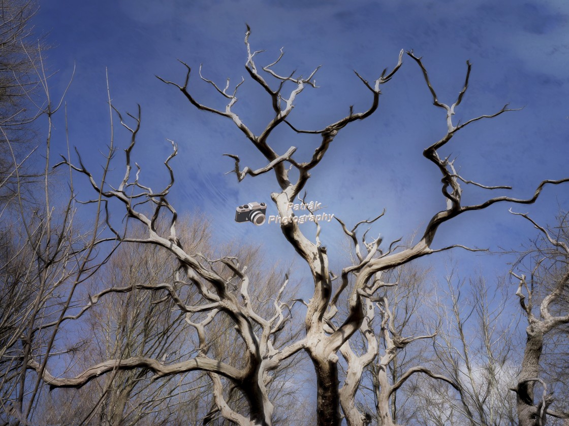 "Scuptural dead Tree - Savernake Forest, Wiltshire, England" by Keith Patrak - £15.00 "Scuptural dead Tree - Savernake Forest, Wiltshire, England" stock image