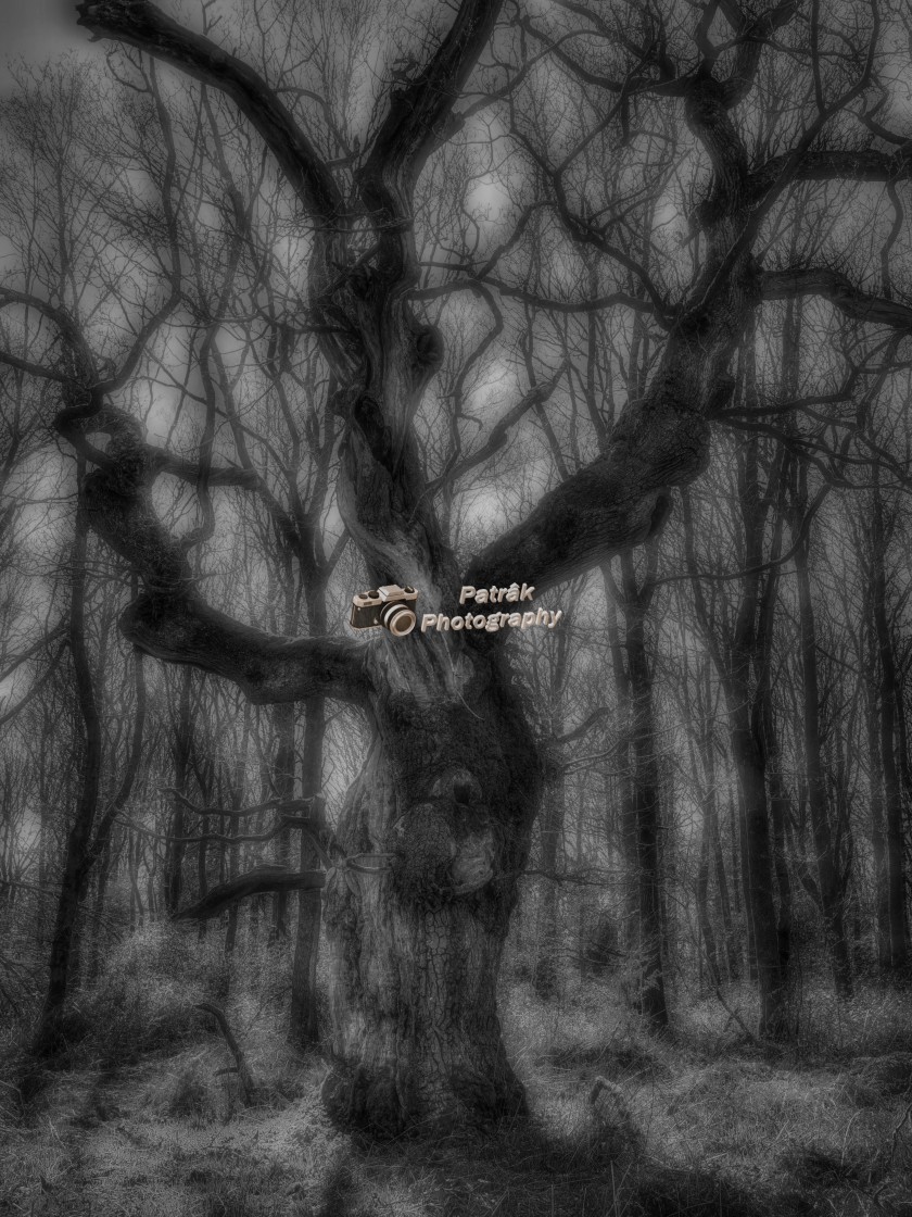 "Spooky Tree - Savernake Forest, Wiltshire, England" by Keith Patrak - £15.00 "Spooky Tree - Savernake Forest, Wiltshire, England" stock image