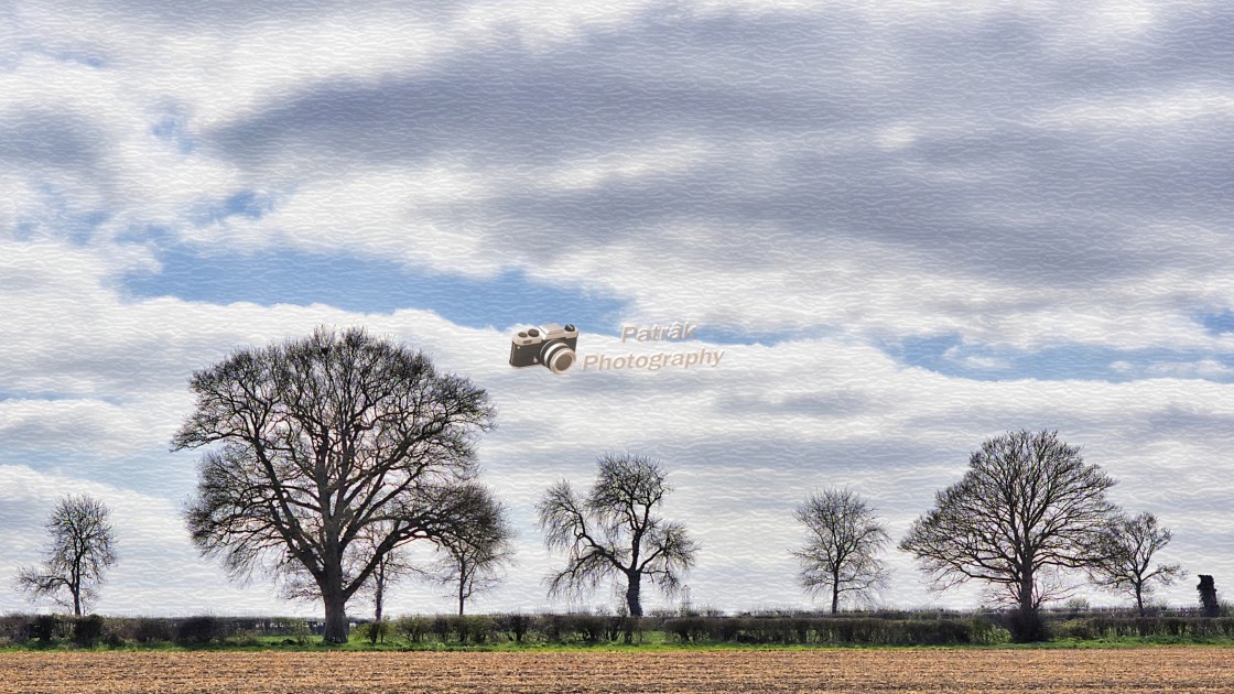 "Tree Silhouettes" by Keith Patrak - £15.00 "Tree Silhouettes" stock image