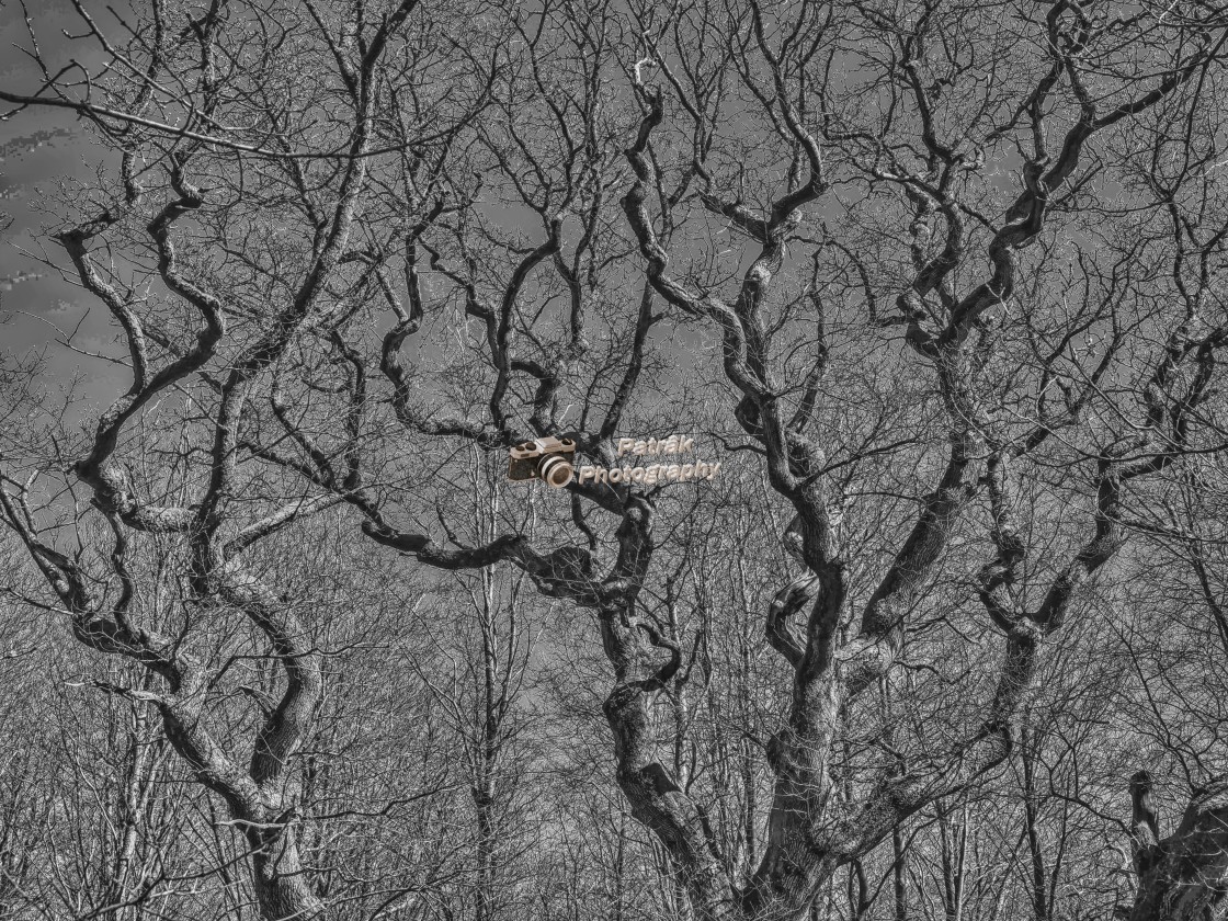 "Wriggly Branches - Savernake Forest, Wiltshire, England" by Keith Patrak - £15.00 "Wriggly Branches - Savernake Forest, Wiltshire, England" stock image