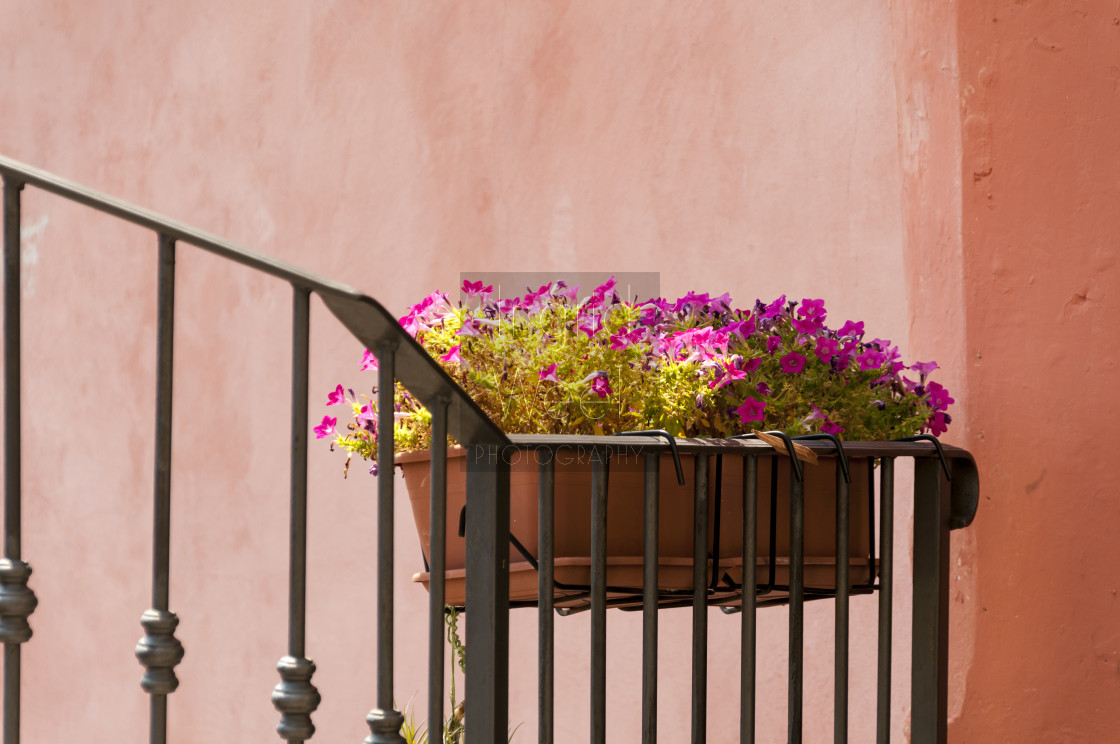 "Flower Box in Cervo 2" stock image