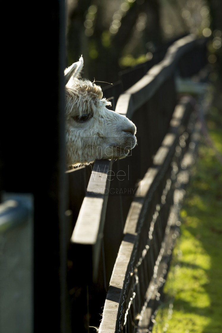 "Curious Huacaya" stock image