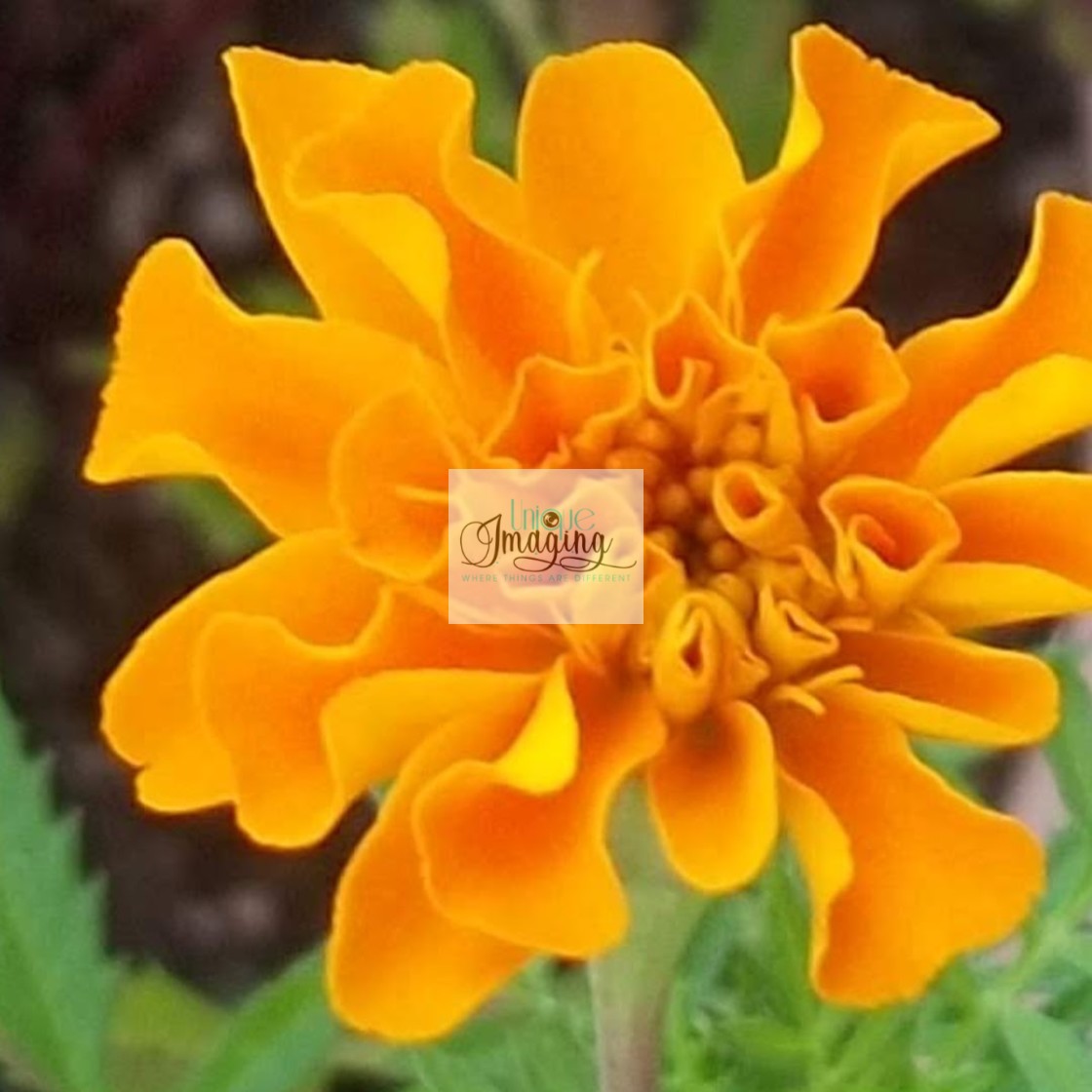 "pot marigold" by Dennis Thorpe - £25.00 "pot marigold" stock image