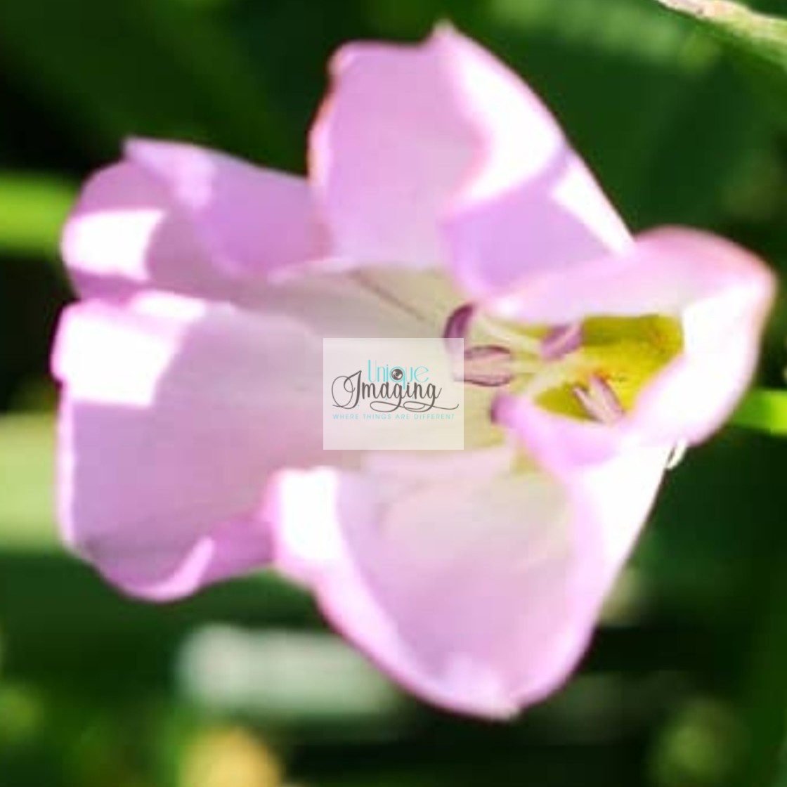 "A Daylillie" by Dennis Thorpe - £25.00 "A Daylillie" stock image