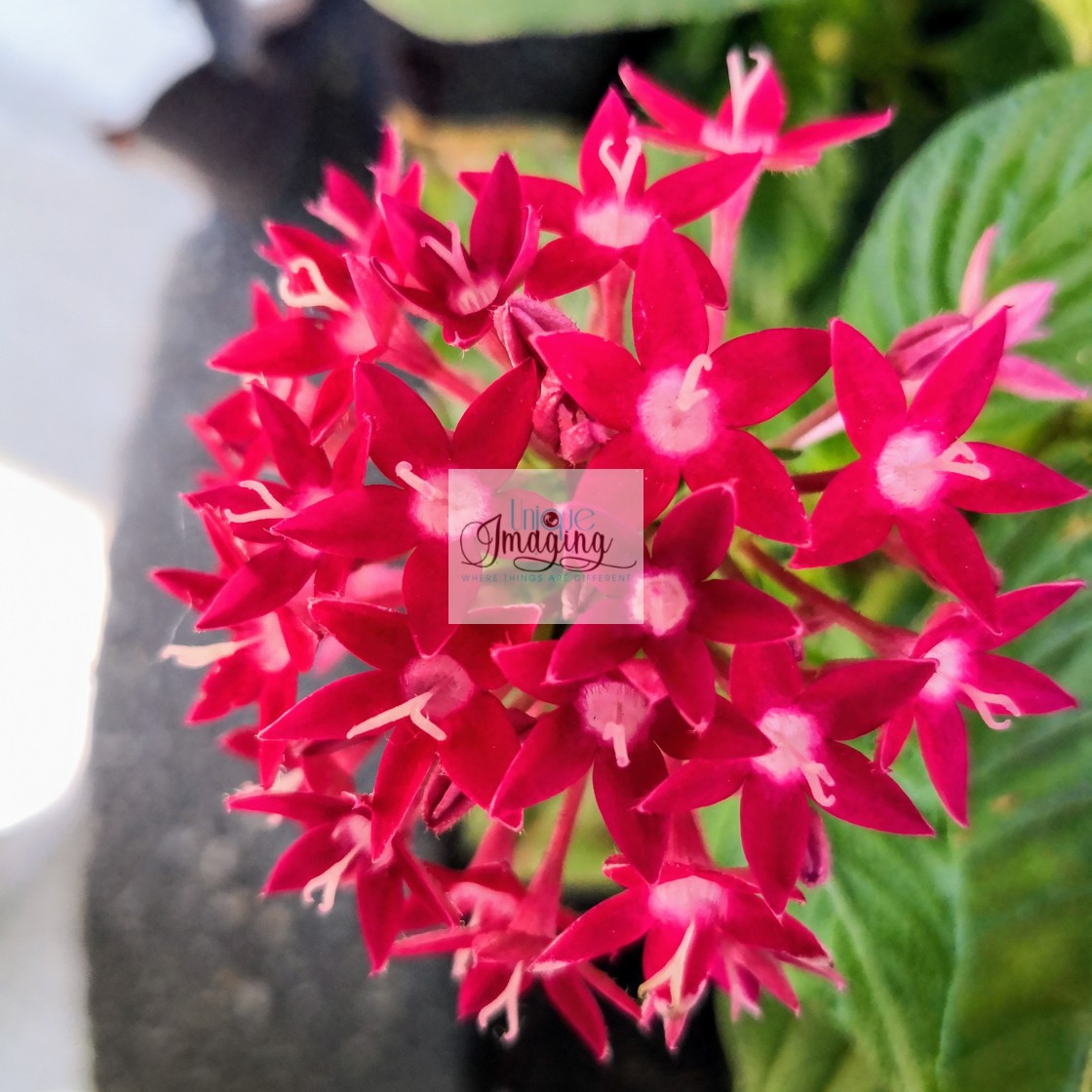 "Pentas lance0lata" by Dennis Thorpe - £25.00 "Pentas lance0lata" stock image