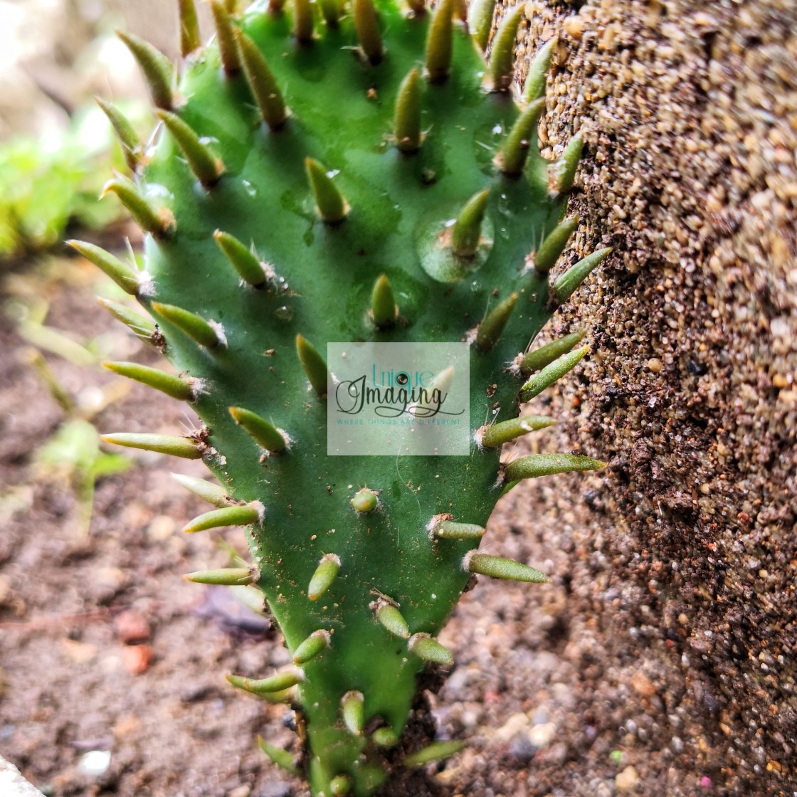 "eastern prickly pear" stock image