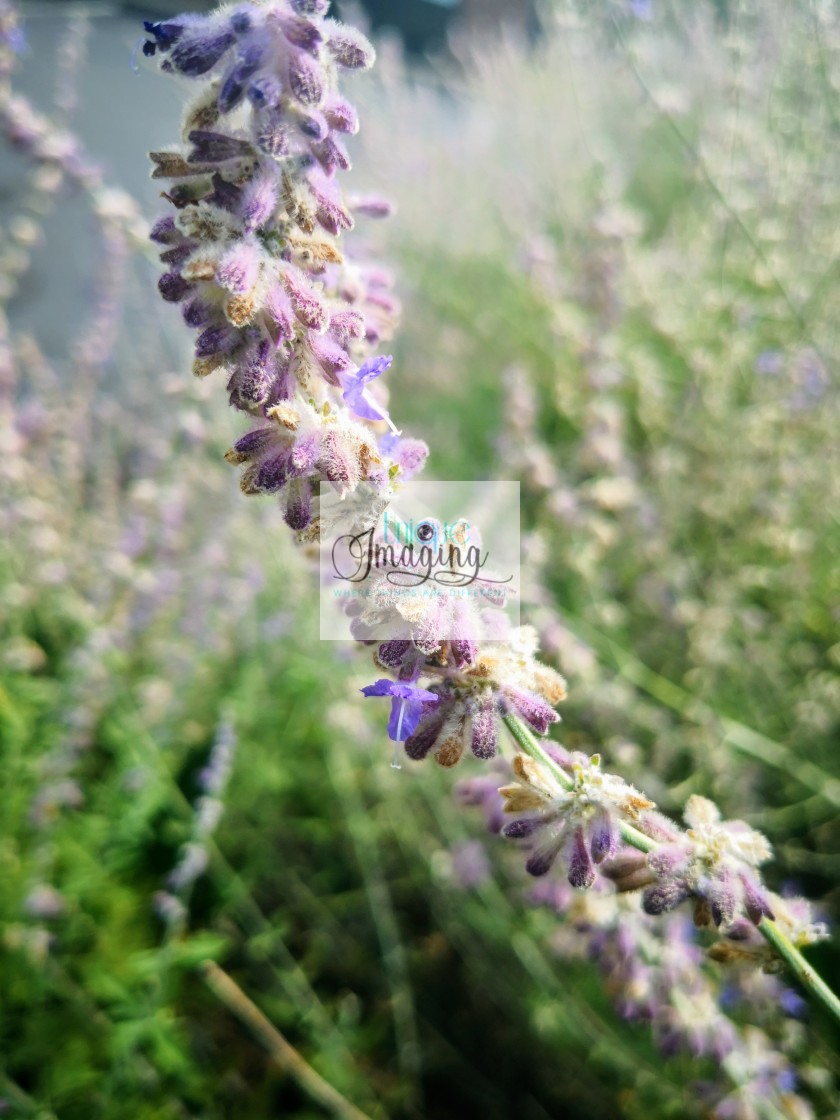 "The Russian Sage plant" by Dennis Thorpe - £25.00 "The Russian Sage plant" stock image