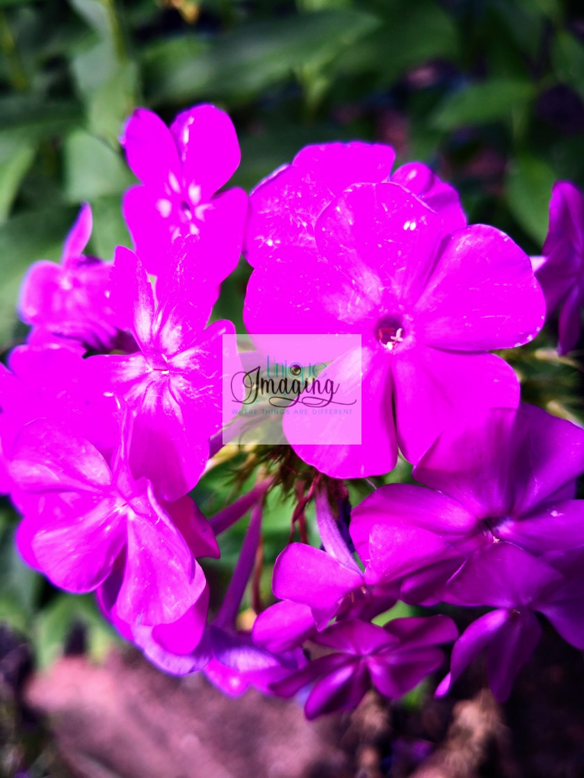 "Impatience" by Dennis Thorpe - £25.00 "Impatience" stock image