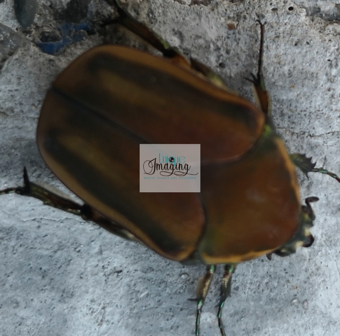 "Junebug" by Dennis Thorpe - £25.00 "Junebug" stock image