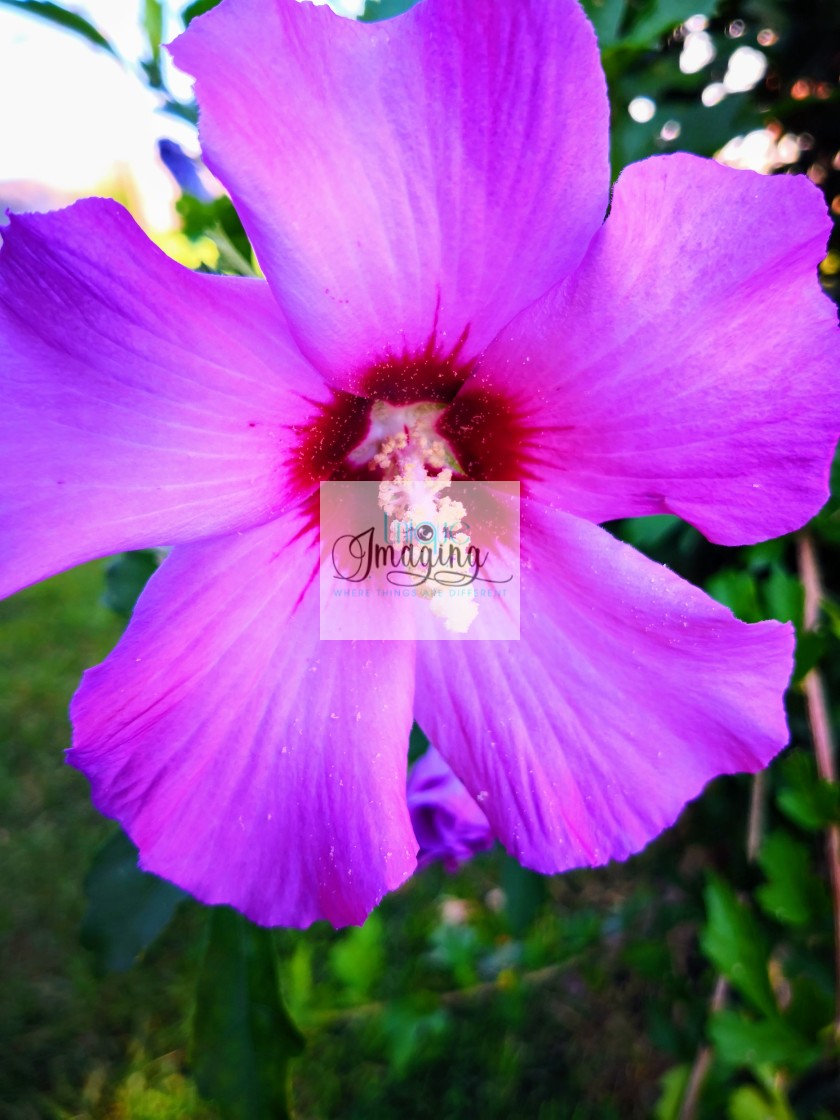 "Hibiscus" by Dennis Thorpe - £10.00 "Hibiscus" stock image