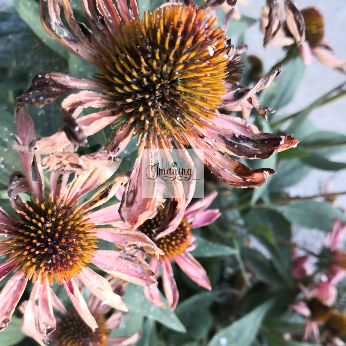 "Purple Coneflower" by Dennis Thorpe - £25.00 "Purple Coneflower" stock image