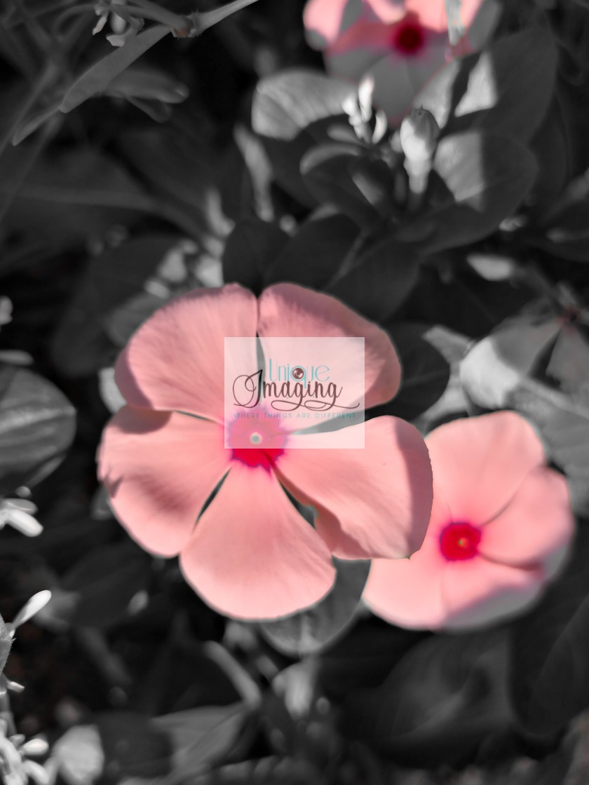 "Madagascar periwinkle" by Dennis Thorpe - £25.00 "Madagascar periwinkle" stock image