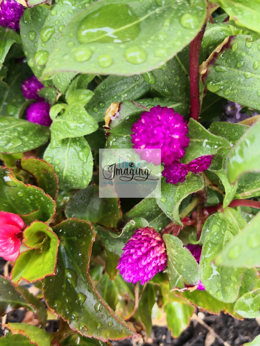 "Globe amaranth" by Dennis Thorpe - £25.00 "Globe amaranth" stock image
