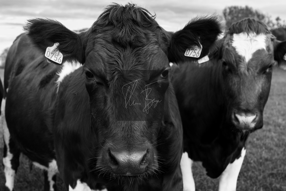 ""The cows" - two cows staring into the lens, not looking very happy. Captured outside the city of Stavanger in Norway during summer." stock image