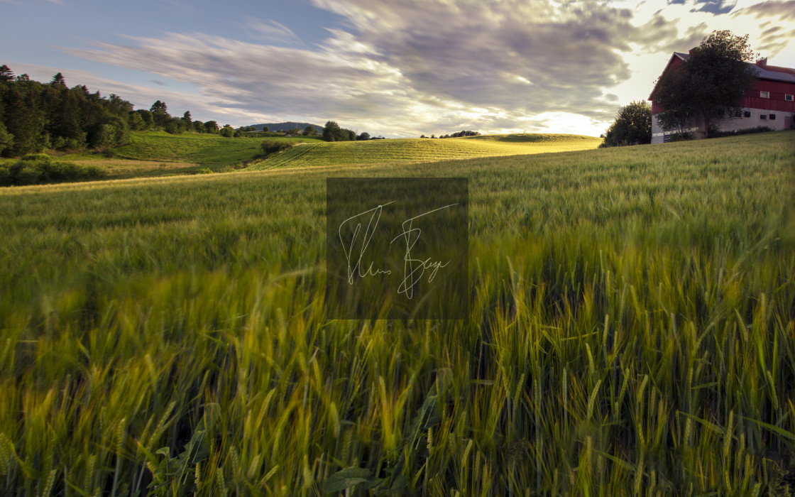 "Farmland" stock image