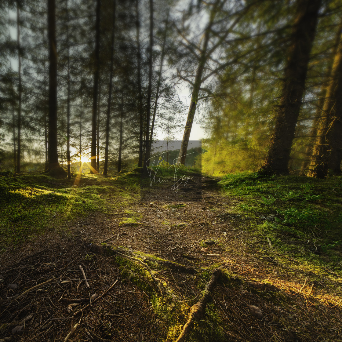 "Wood glory" stock image