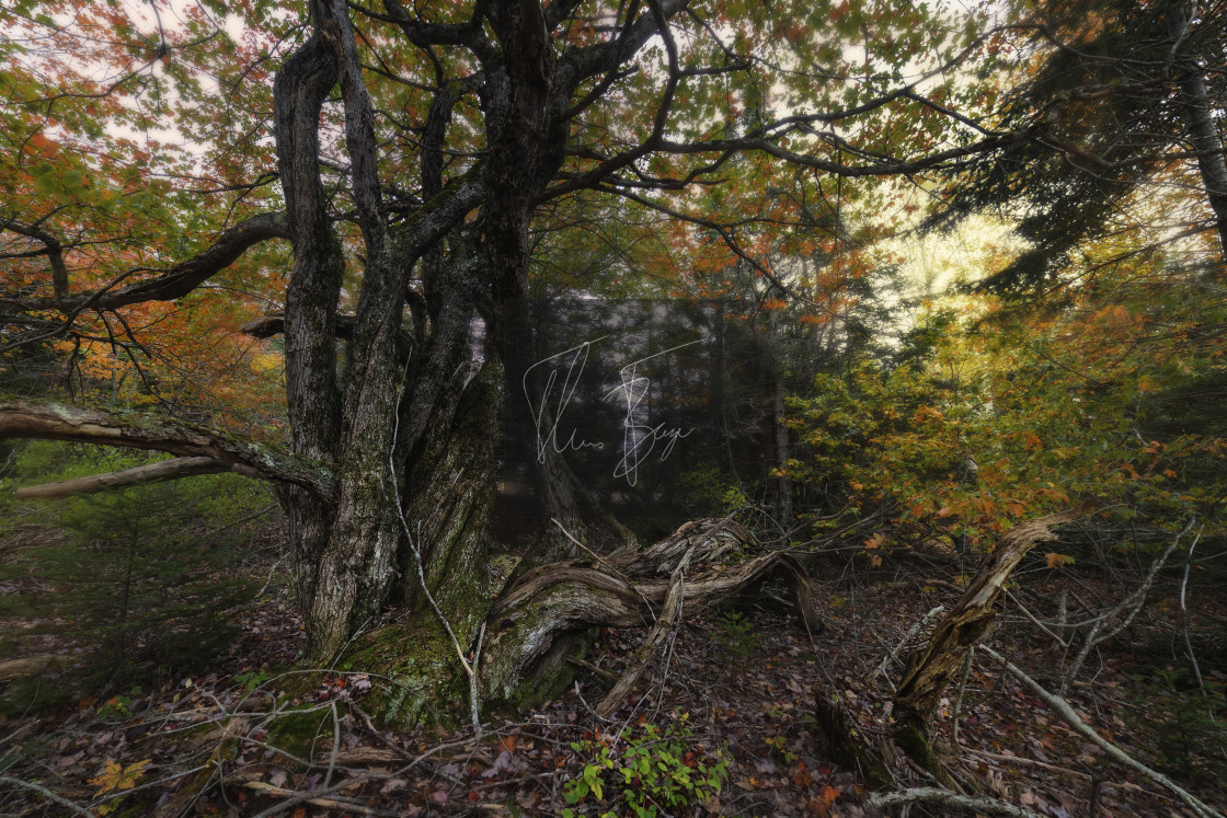 "Enchanted tree" stock image