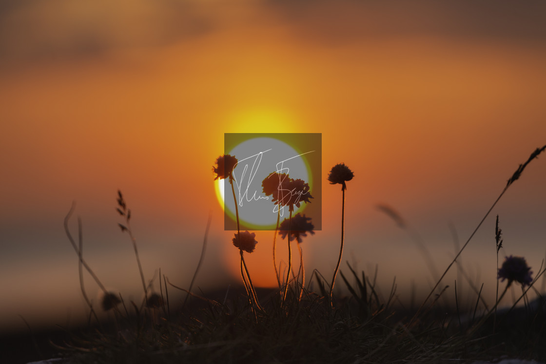 "Flower sun" stock image