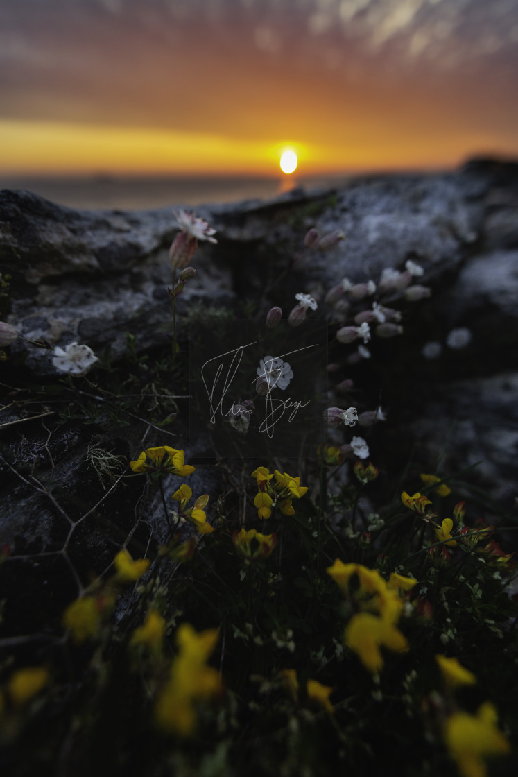 "Summer flowers" stock image