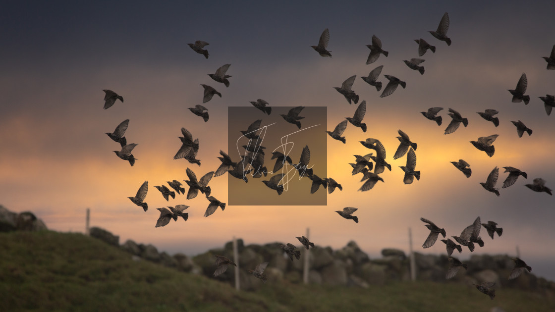 "Flight of birds" stock image