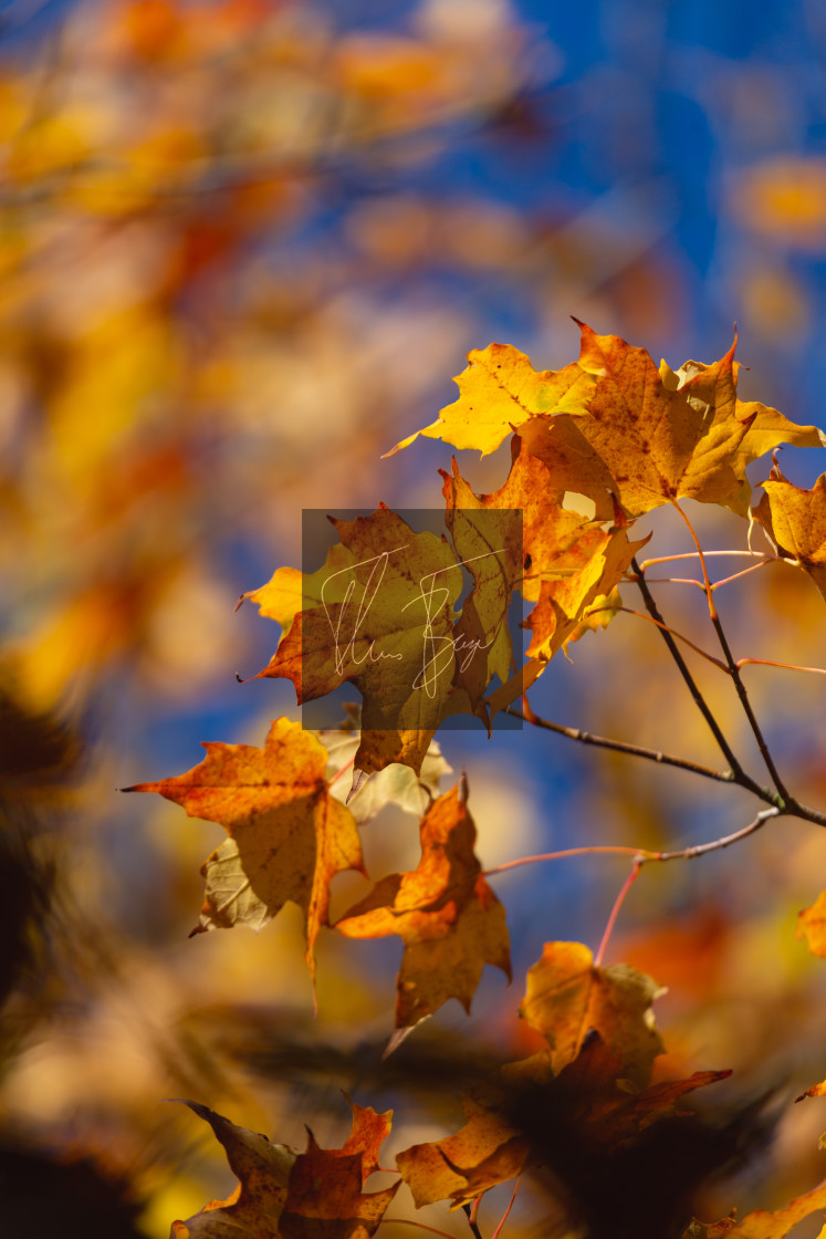 "Autumn colors" stock image