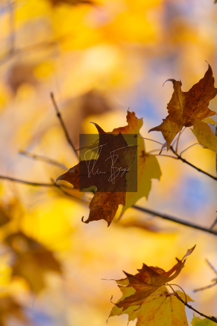 "Autumn colors" stock image