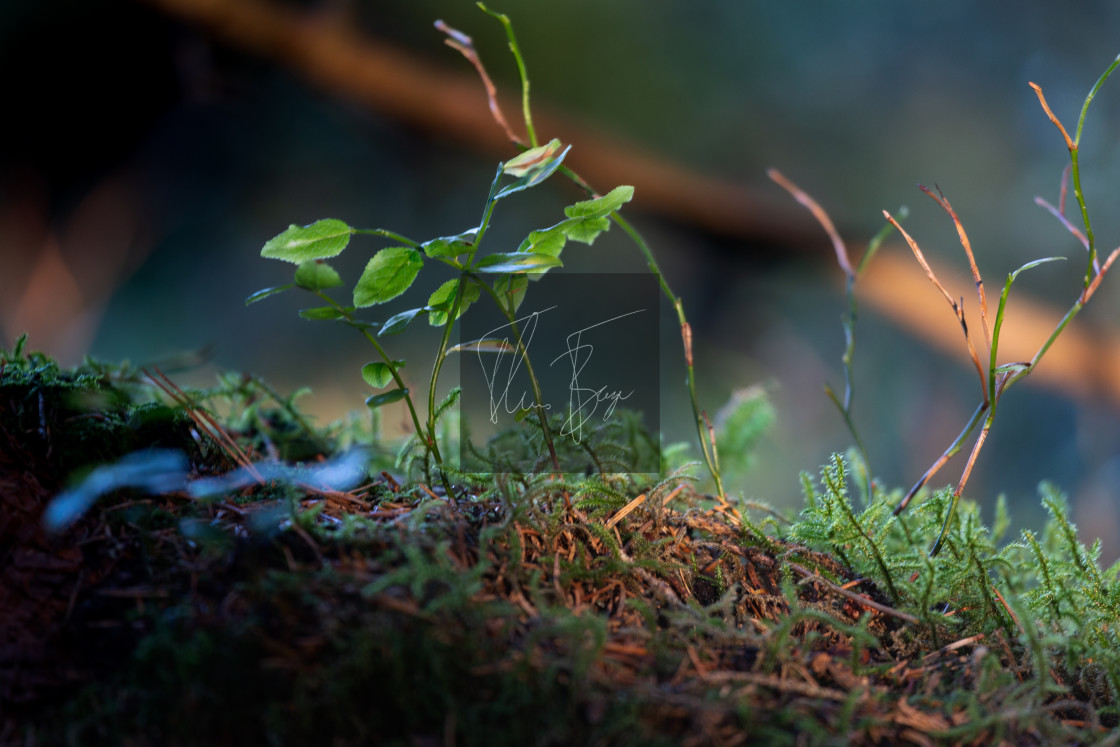 "On the forest ground" stock image