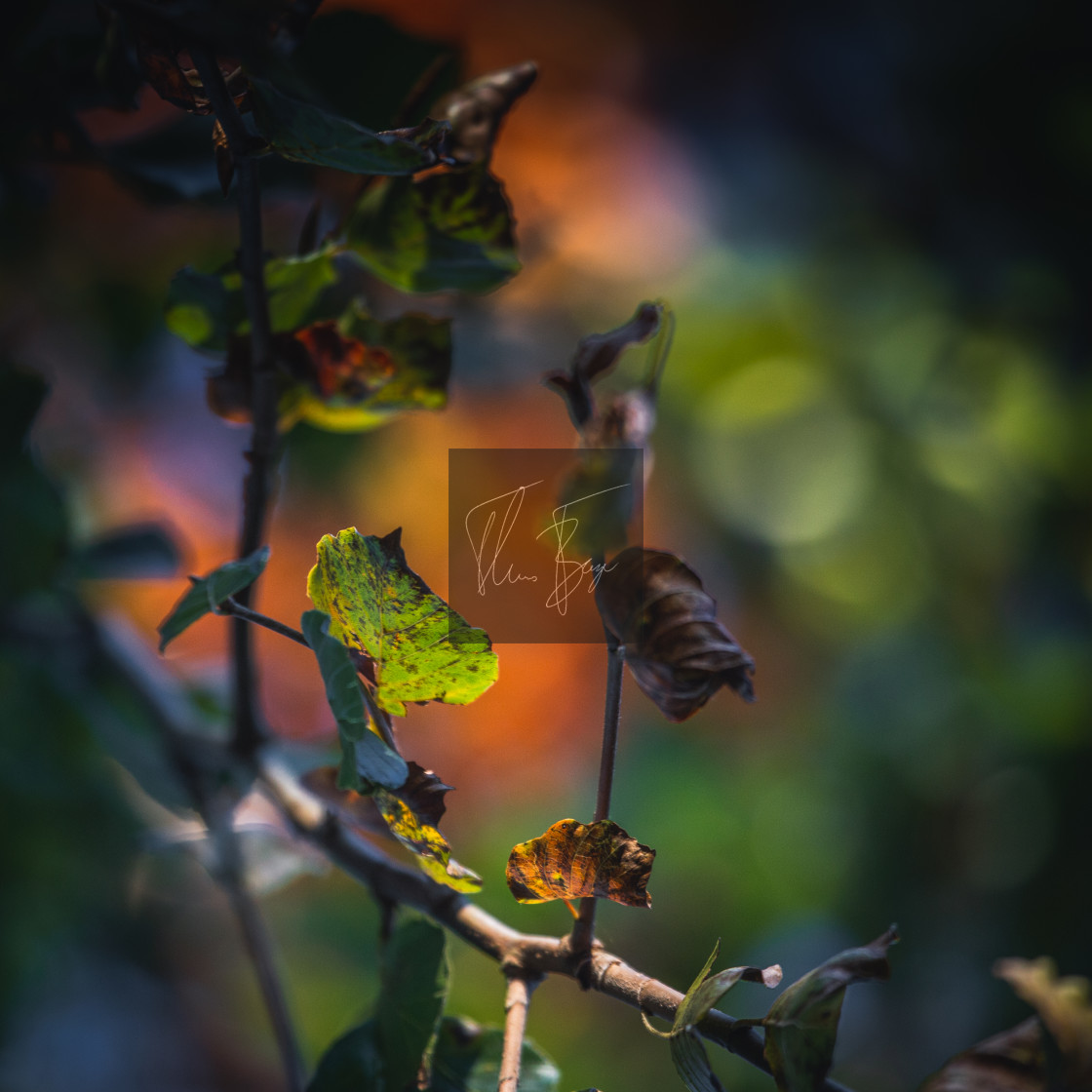 "Autumn foliage" stock image